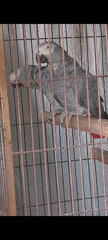 African Grey Breeder Pair 1