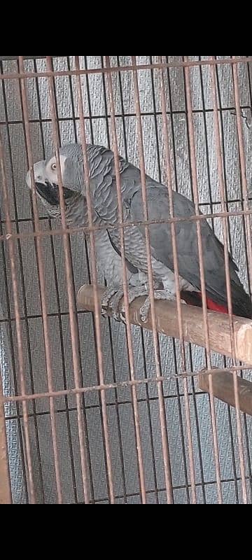 African Grey Breeder Pair 2