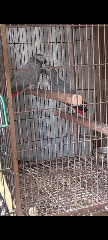 African Grey Breeder Pair 3