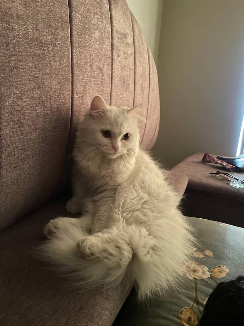 Pure white persian female cat 1