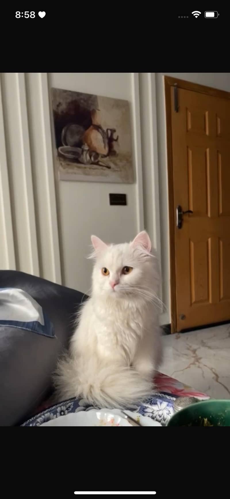 Pure white persian female cat 3