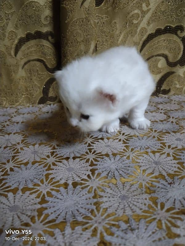 1 month persian 2 kitten pair 3