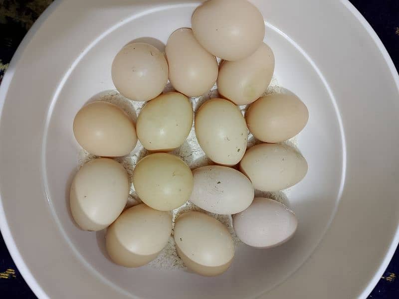 paper white heera fertil eggs 1