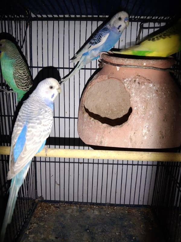 Ringneck lovebirds java bajri Hen 3