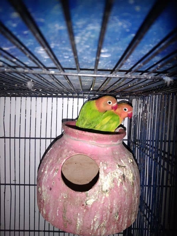 Ringneck lovebirds java bajri Hen 4