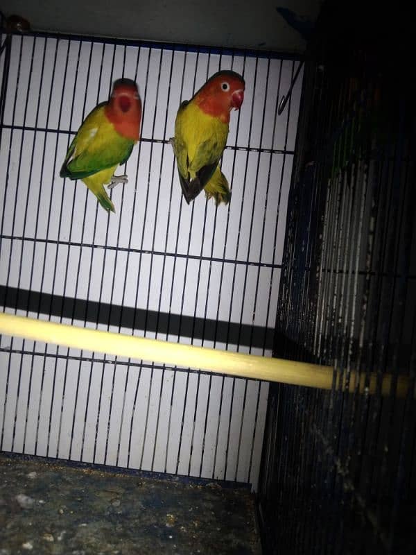 Ringneck lovebirds java bajri Hen 5