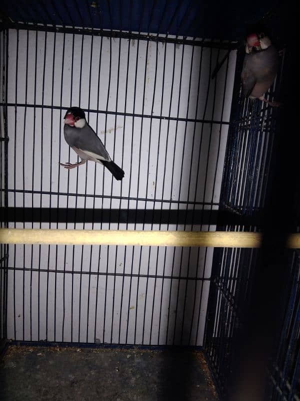 Ringneck lovebirds java bajri Hen 6