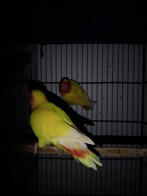 Ringneck lovebirds java bajri Hen 7