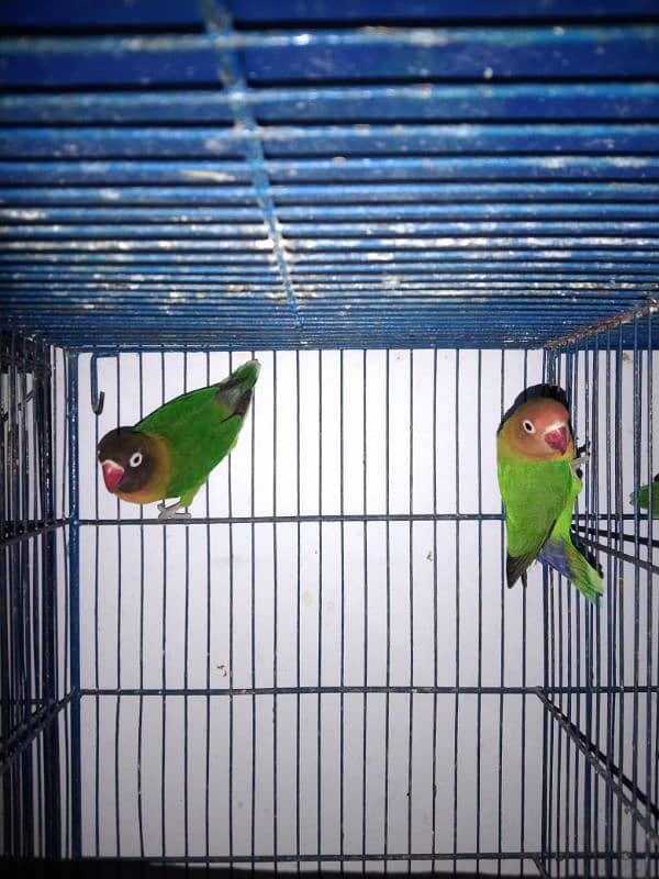 Ringneck lovebirds java bajri Hen 8