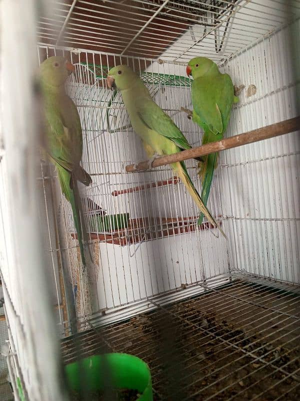 Ringneck lovebirds java bajri Hen 9