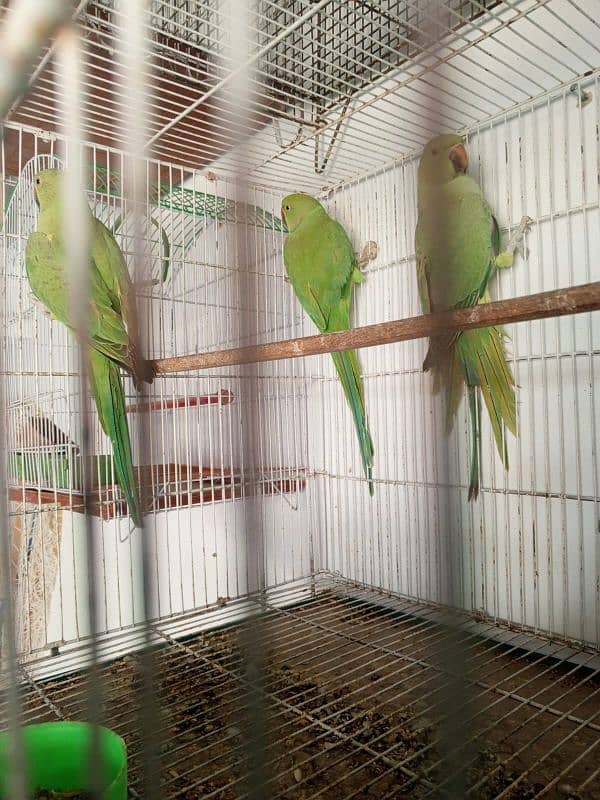 Ringneck lovebirds java bajri Hen 10