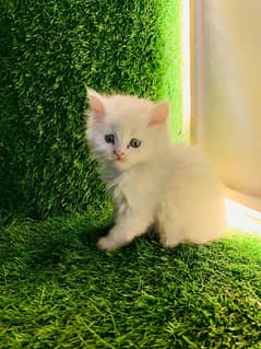 Persian Balu kittens Available