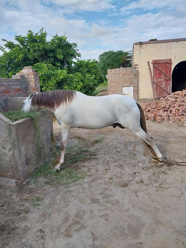 horse for sale sava horse 0