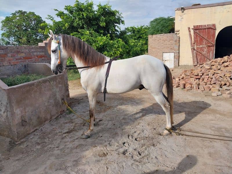 horse for sale sava horse 1