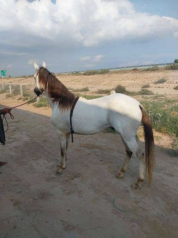 horse for sale sava horse 2