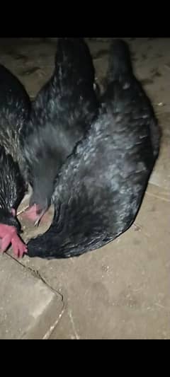 Australorp and RIR Fertile Egg