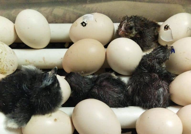 Australorp and RIR Fertile Egg 7