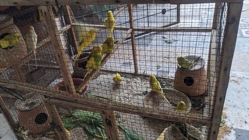 Australian parrots 3