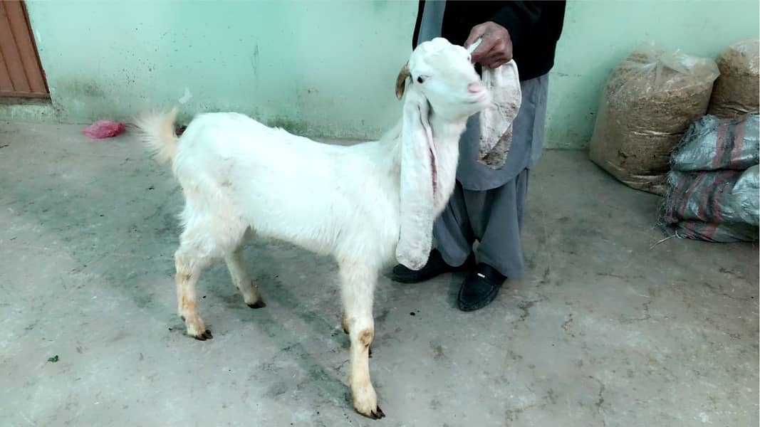 Qurbani 2025 bakre or dumba achy weight main hain 1