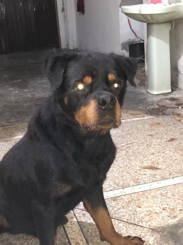 top quality Rottweiler male confirm stud 1