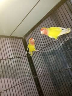 lovebird