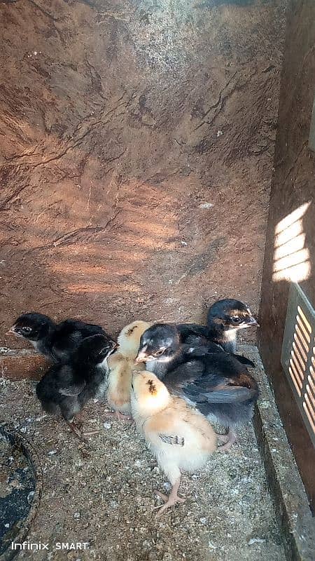 Lakha Sindhi Lakha Aseel ka chicks for sale ha 0