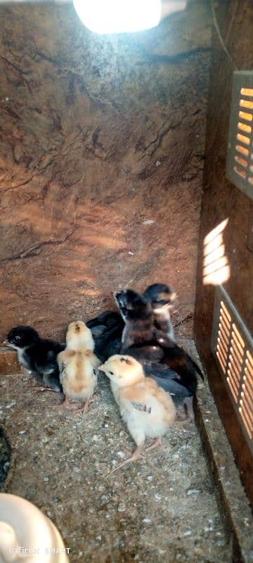 Lakha Sindhi Lakha Aseel ka chicks for sale ha 1