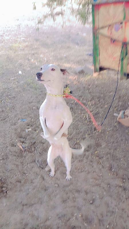 pewr Gultair female for sale ya exchange Russian dog Ka sath 4 monthki 2