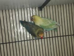 parblue pastel ino breeder pair