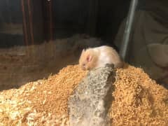 Cute Hamsters for sale