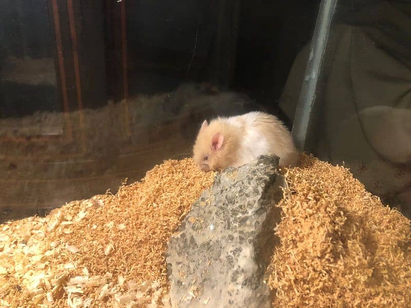 Cute Hamsters for sale 0