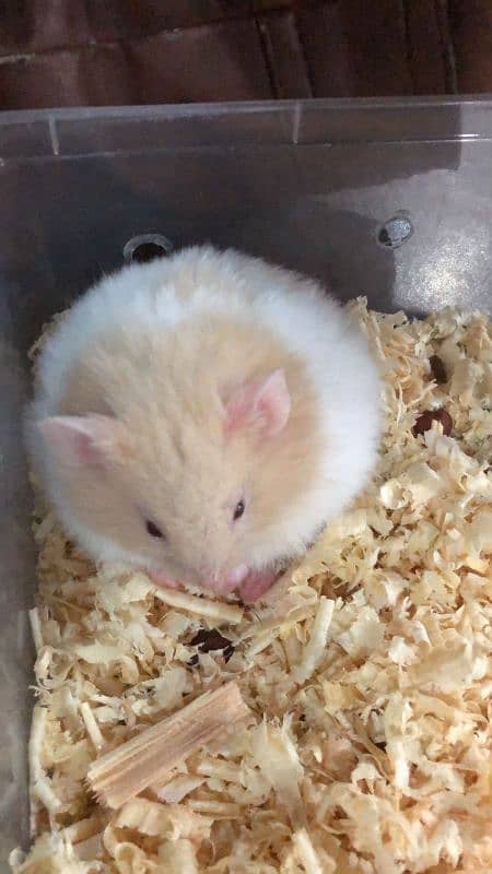 Cute Hamsters for sale 3