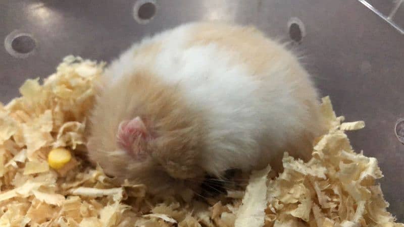 Cute Hamsters for sale 4