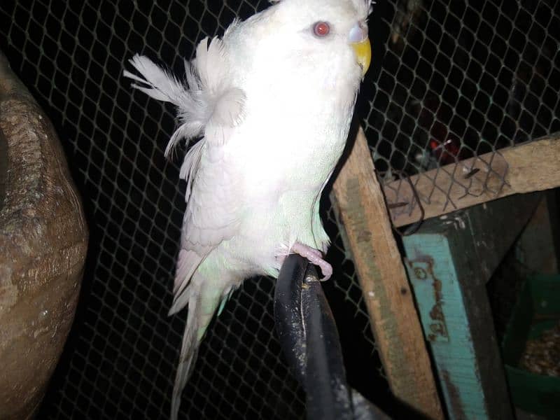 hogoromo pair and crusted budgie 0