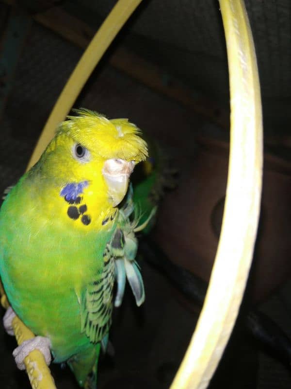 hogoromo pair and crusted budgie 2