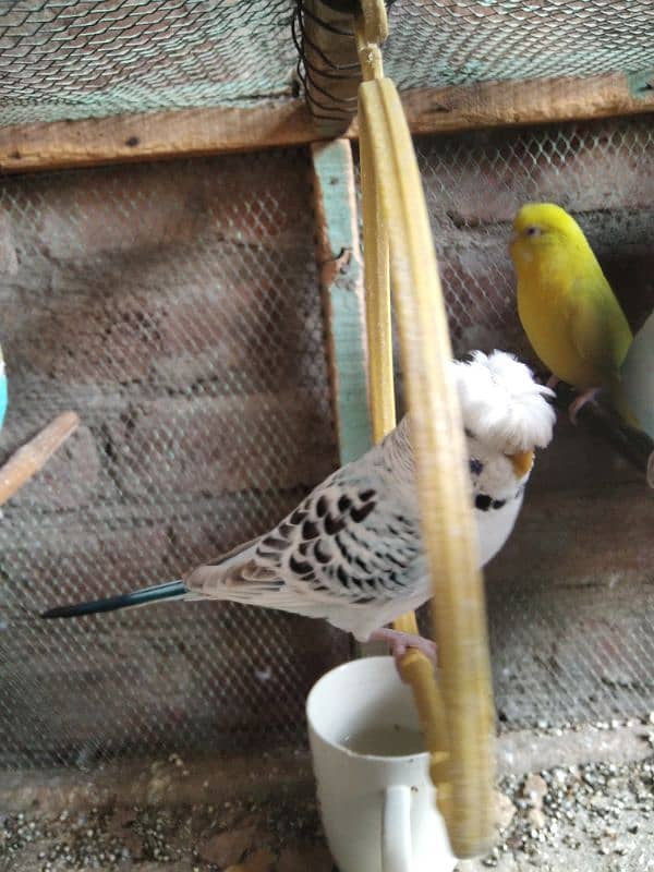 hogoromo pair and crusted budgie 3