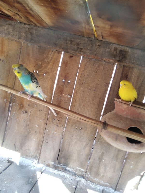 hogoromo pair and crusted budgie 4