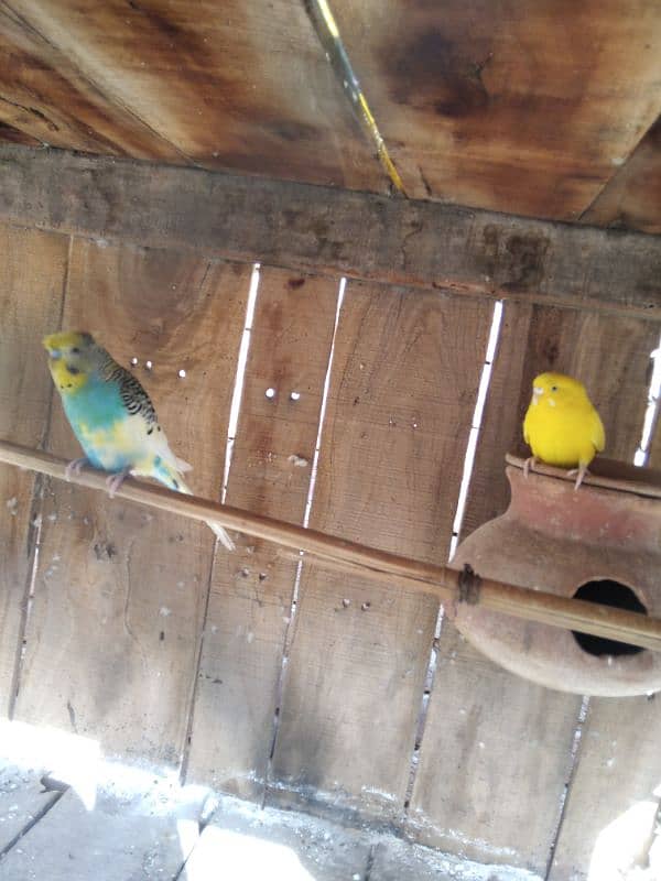 hogoromo pair and crusted budgie 5