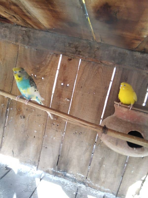 hogoromo pair and crusted budgie 6