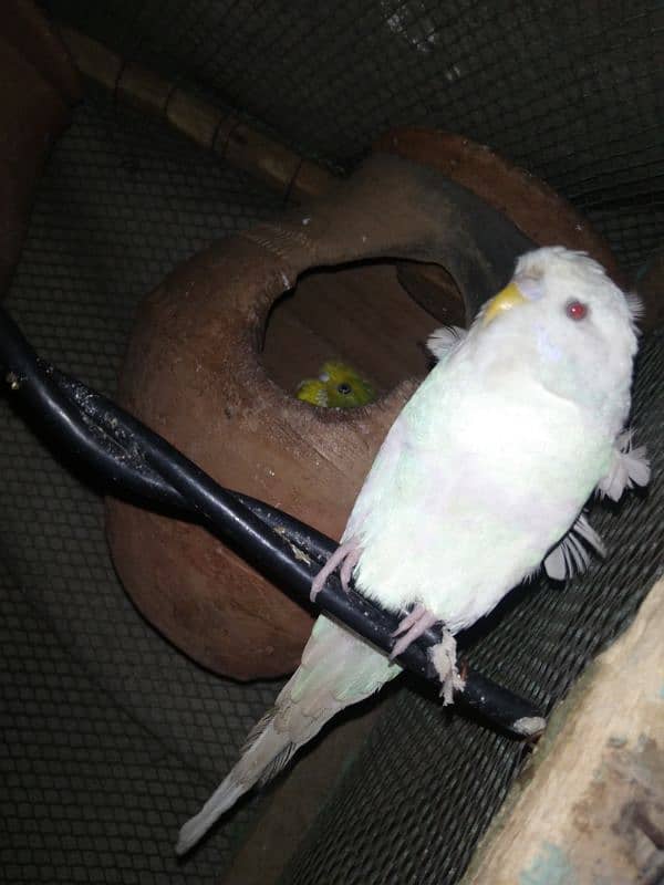 hogoromo pair and crusted budgie 7