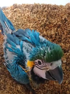 blue gold macaw chick and African gray makaw macow makao macao