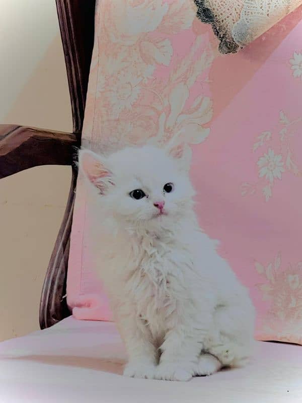 Persian Kitten. 1