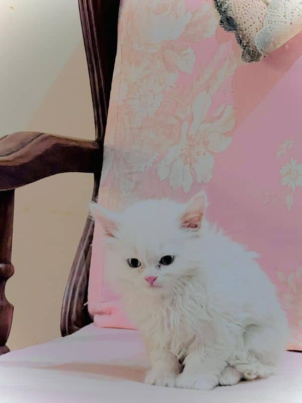 Persian Kitten. 2