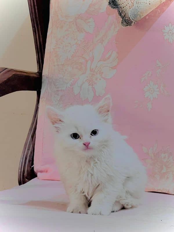 Persian Kitten. 3