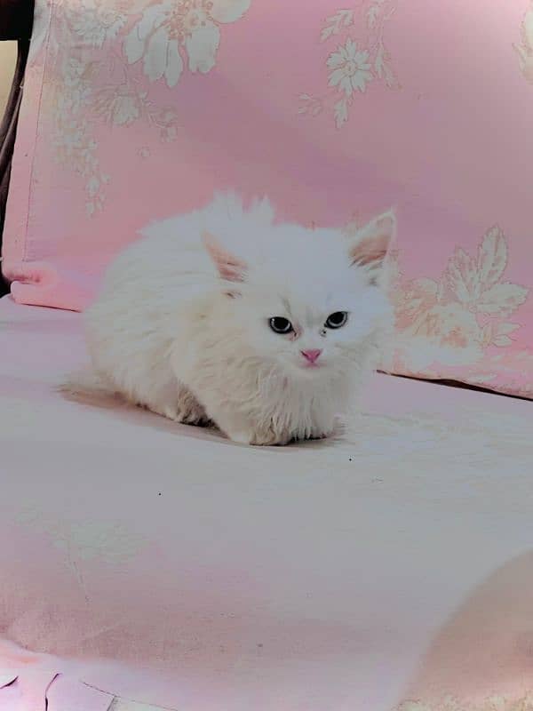 Persian Kitten. 5