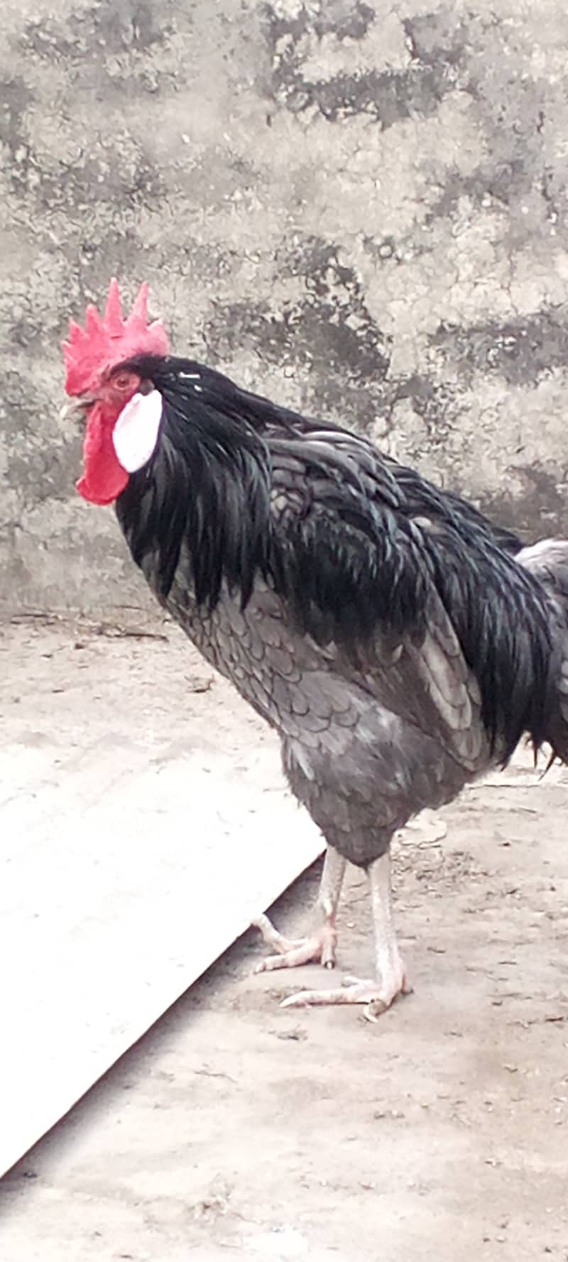 Minorca  male for sale 5