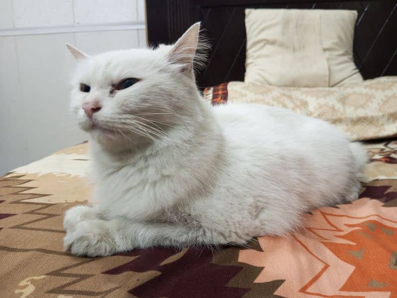 I want to sell my Persian cat 2