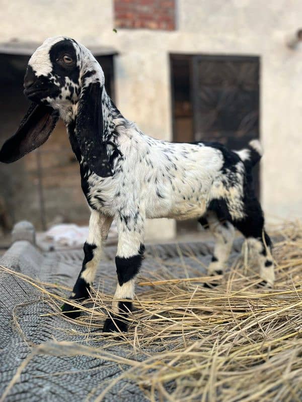 male age 1.5moth mash Allah health and active makhi China bakra 0