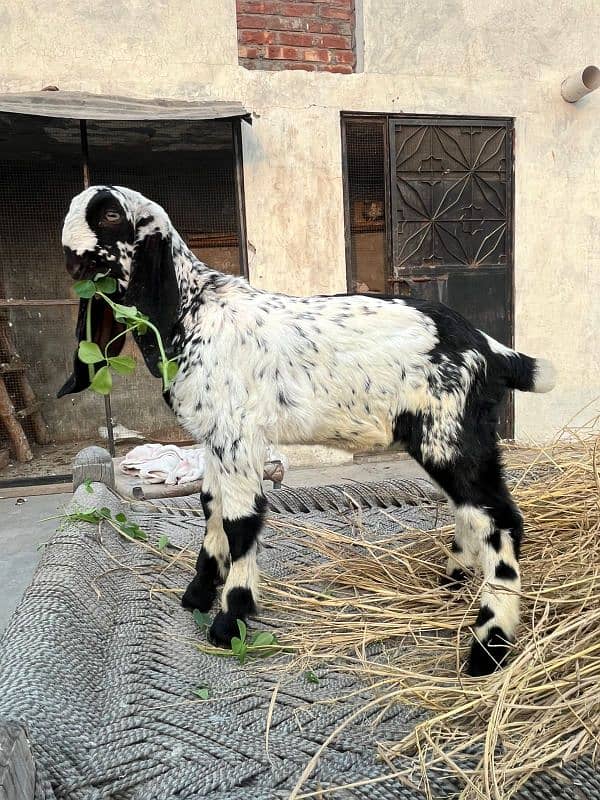 male age 1.5moth mash Allah health and active makhi China bakra 1