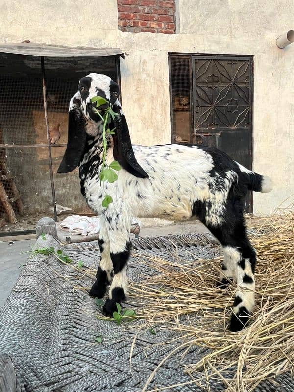 male age 1.5moth mash Allah health and active makhi China bakra 2